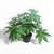 Aralia Sieboldii L en internet