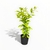 Duranta Golden Edge