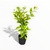 Duranta Golden Edge en internet