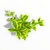 Duranta Golden Edge - Club de Plantas