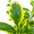Duranta Golden Edge - comprar online