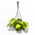 Cordatum Brasilero M - Club de Plantas