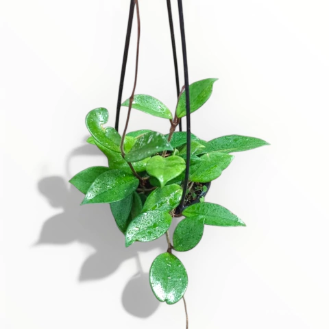 Hoya Carnosa
