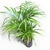 Palmito L - Club de Plantas