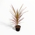 Dracaena Marginata Tricolor S