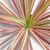 Dracaena Marginata Tricolor S - comprar online