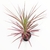 Dracaena Marginata Tricolor S en internet