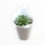 Imagen de Caja de Cactus X10