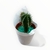 Caja de Cactus X10 - Club de Plantas