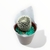 Caja de Cactus X10 - comprar online