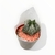 Caja de Cactus X8 - comprar online