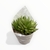 Imagen de Caja de Cactus X8