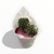 Caja de Cactus X8 - tienda online