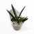 Caja de Cactus X8 - Club de Plantas