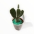 Caja de Cactus X8 en internet