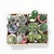Caja de Cactus X6