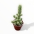 Imagen de Caja de Cactus X6