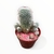 Caja de Cactus X6 - tienda online
