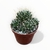Caja de Cactus X6 - Club de Plantas