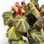 Begonia Brasilera L en internet