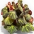 Begonia Brasilera L - Club de Plantas