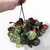 Begonia Brasilera M - Club de Plantas