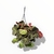 Begonia Brasilera M - comprar online