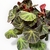 Begonia Brasilera M en internet