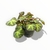 Begonia Brasilera S - Club de Plantas