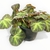 Begonia Brasilera S en internet