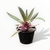 Tradescantia - comprar online