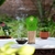 Sahumerio en Polvo Tao Citronella Anti Mosquito - comprar online