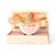 LE CHAMEAU- Magical Moment Dream By Le Chameau Eau de Parfum 85 ml para Mujer