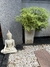 Imagen de Buda Toscana