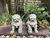Imagen de Perros Fu x2