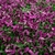 Jardin Vertical Viena en internet