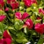 Jardin Vertical Azores en internet