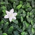 Jardin Vertical Cali en internet