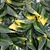 Jardin Vertical New York Amarillo en internet