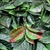 Jardin Vertical New York Rojo - comprar online