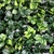 Jardin Vertical Doha - comprar online