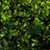 Jardin Vertical Chicago - comprar online