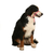 Coleira Cabresto Fiji - comprar online