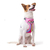 Peitoral Air Meninas Superpoderosas p/ Cães - comprar online
