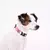 COLEIRA HELLO KITTY C TAG ID p/ CÃES - Sushi PetShop