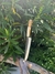 Cuchillo de hoja de disco de arado. Asta de ciervo con madera.