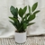 Maceta Laurel