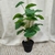 Maceta Monstera