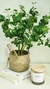 Planta con canasto fibras naturales - comprar online