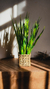 Pasto arbusto - comprar online